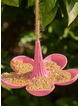 Annabel Trends Bamboo Bird Feeder - Green